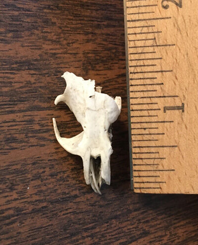 2024-01-24-earwig3