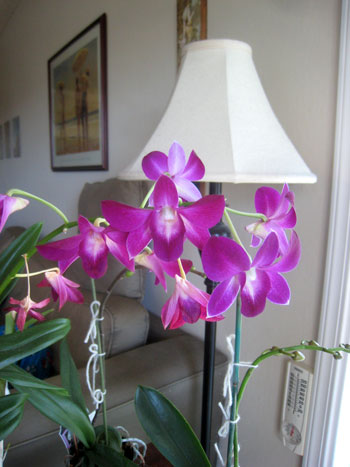 2013-04-22-orchid1