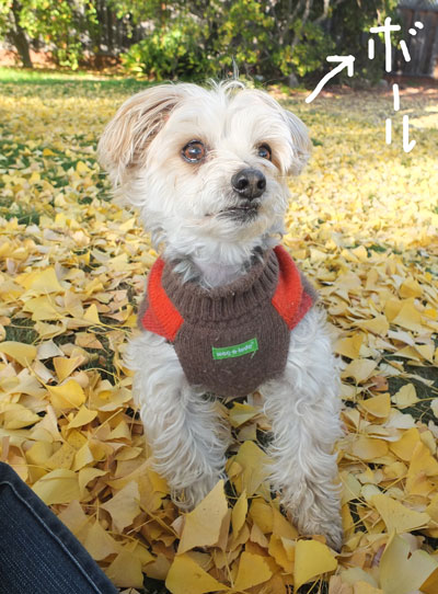 2019-12-17-rasta1