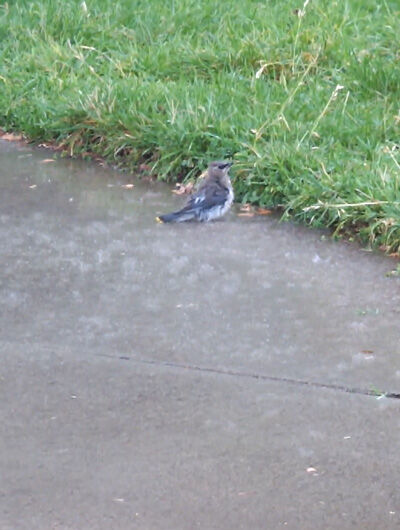 2020-10-06-bird4