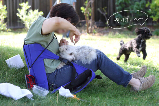 2023-06-25-dogs1