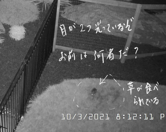 2021-10-06-animal1