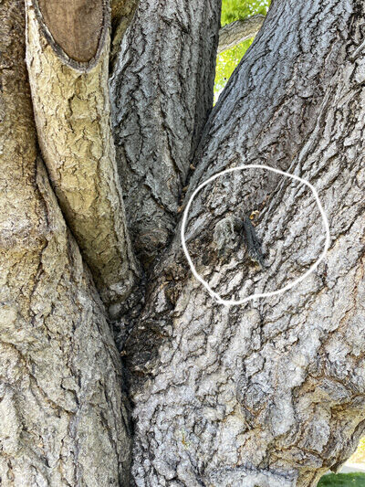2023-10-26-tree6