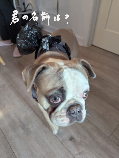 2025-05-24-pug1