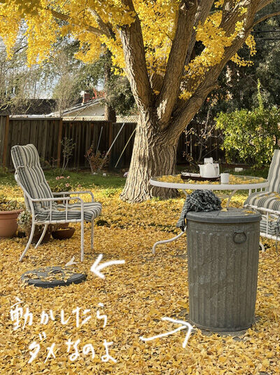 2022-11-17-ginko2