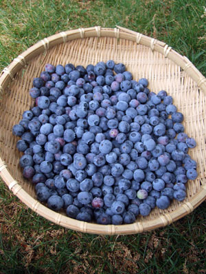 2016-05-04-blueberryplant1