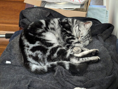 2024-09-26-cat1