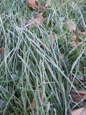 2013-01-02-lawn