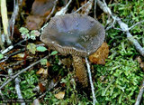 Amanita-pekeoides