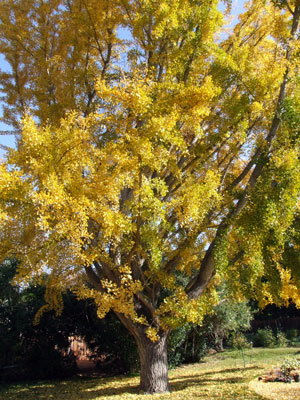 2013-11-10-ginko1