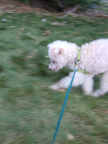2015-07-25-chibiwalk3