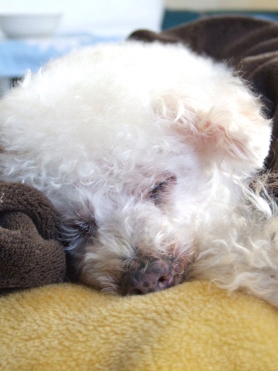 chibi new haircut 023