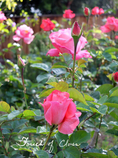 2022-05-01-rose1