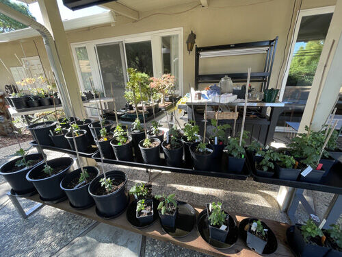 2022-07-11-bonsai2