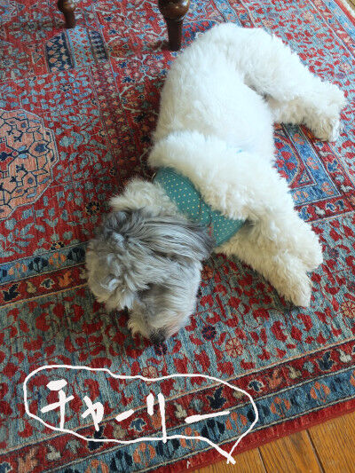 2025-08-06-charlie1