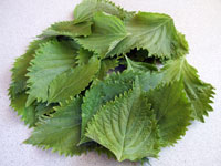 2010_08_12_shiso