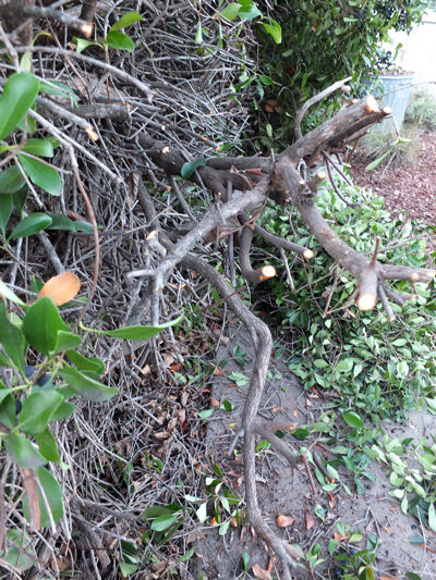 2019-01-26-bush9