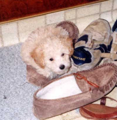 2014-10-22-chibipuppy3