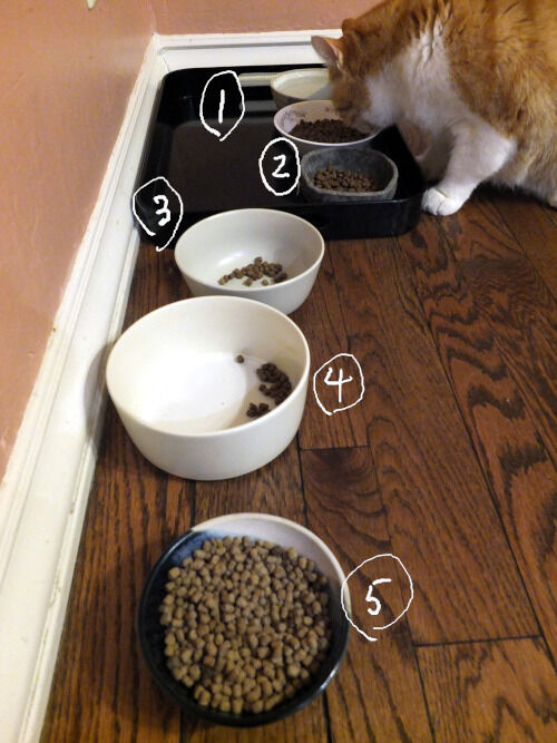 2026-01-04-catfood3