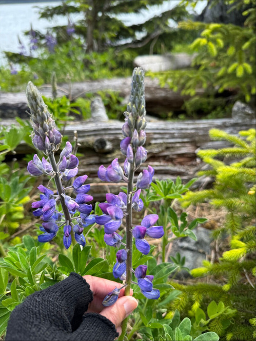 2025-06-11-alaska6