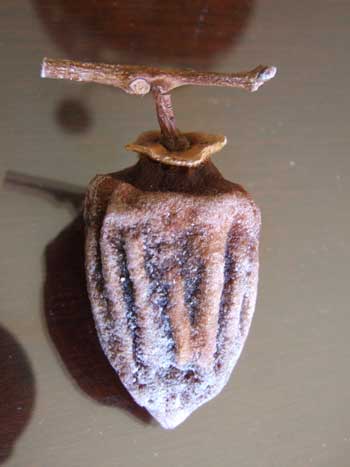 2015-01-31-hoshigaki3