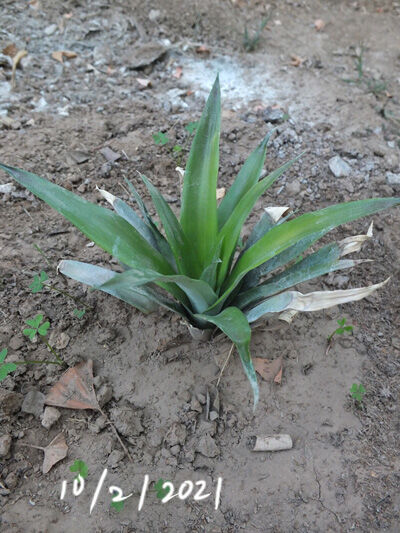 2021-10-01-pineapple2