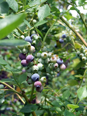 2016-05-04-blueberryplant