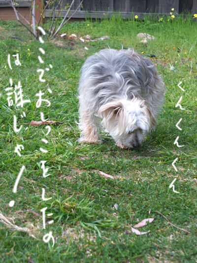 2021-03-12-rasta2