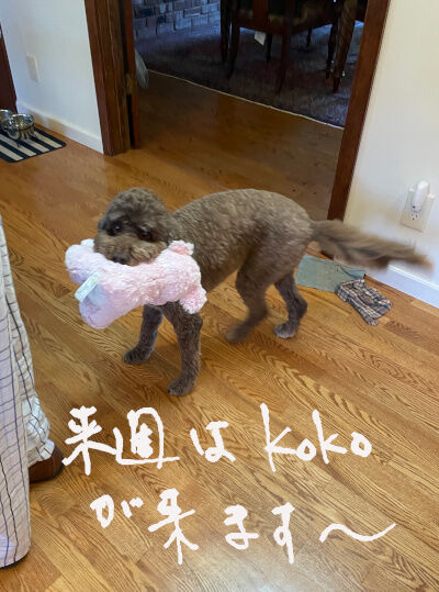 2025-05-08-koko1