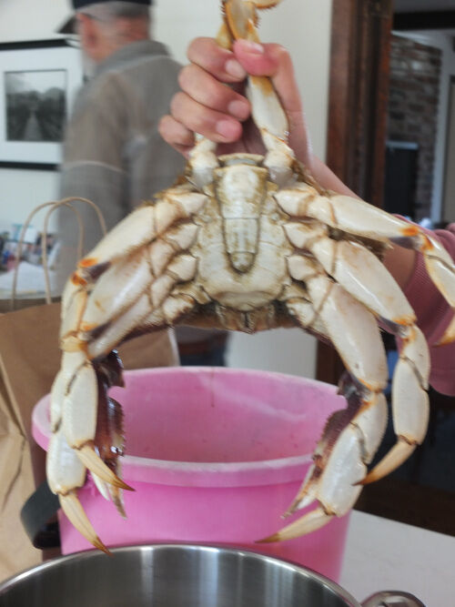 2026-01-22-crab2