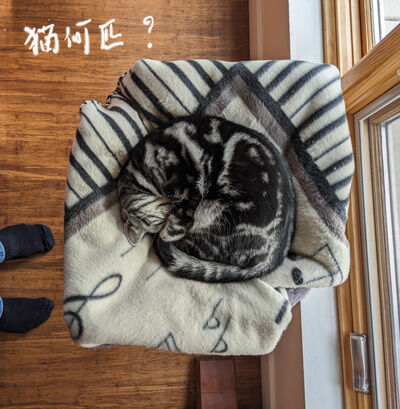 2023-12-15-cat1