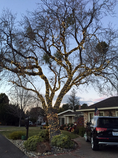 2020-12-29-tree1