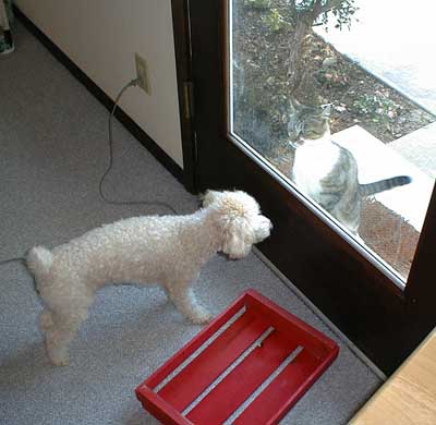 2015-05-31-chibicat3