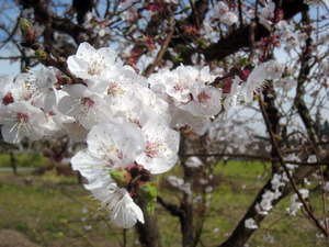 2013-03-18-apricot