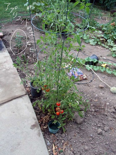 2014-08-10-apricot