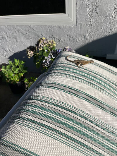 2025-07-05-lizard1