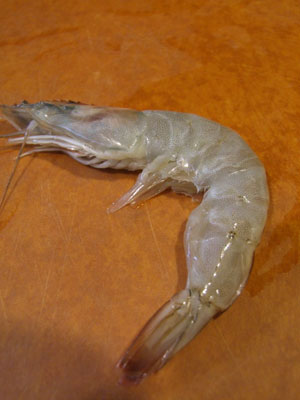 1shrimp1