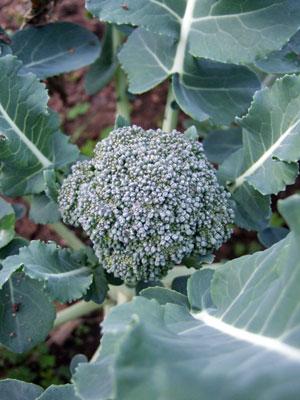 2012-12-18-broccolli3