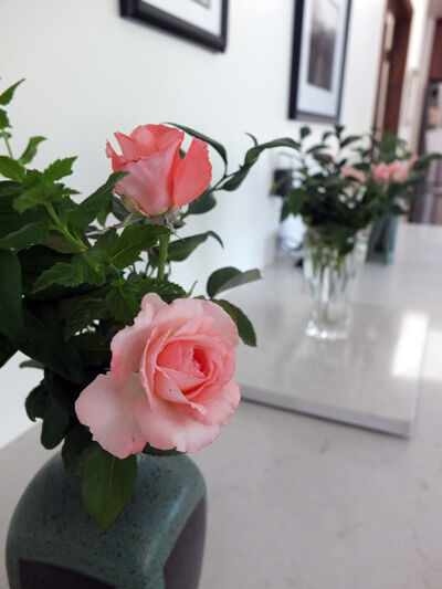 2024-07-10-dryroses4