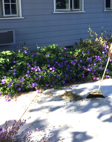 2018-05-19-flower2