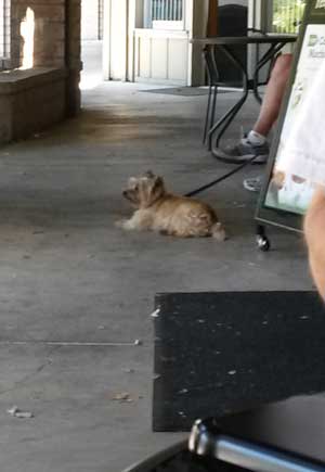 2014-07-12-dog5