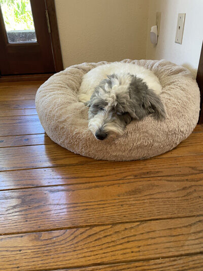 2024-07-01-dogs8