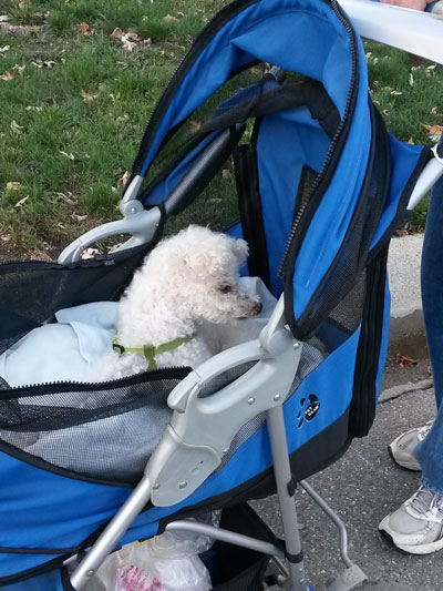 2016-10-29-buggy1
