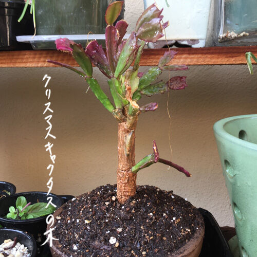 2021-08-12-bonsai4