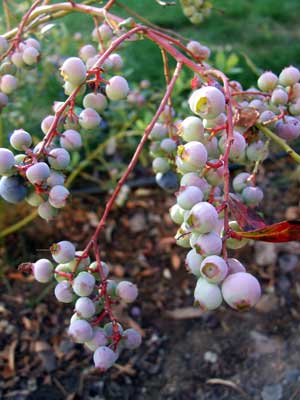 2014-05-21-blueberries1