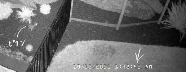 2021-10-19-rabbit2