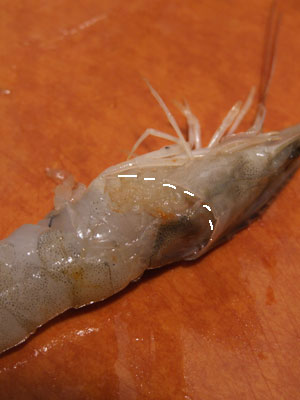 shell