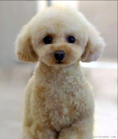 2025-10-12-poodletrim1