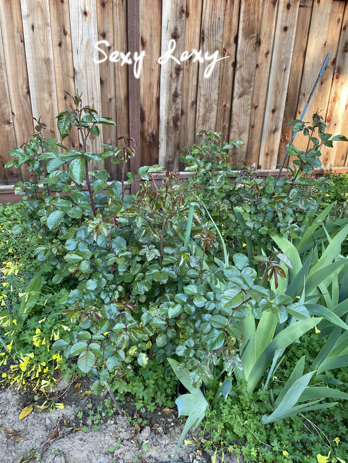 2023-04-15-flowers3