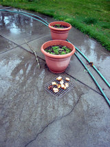 雨